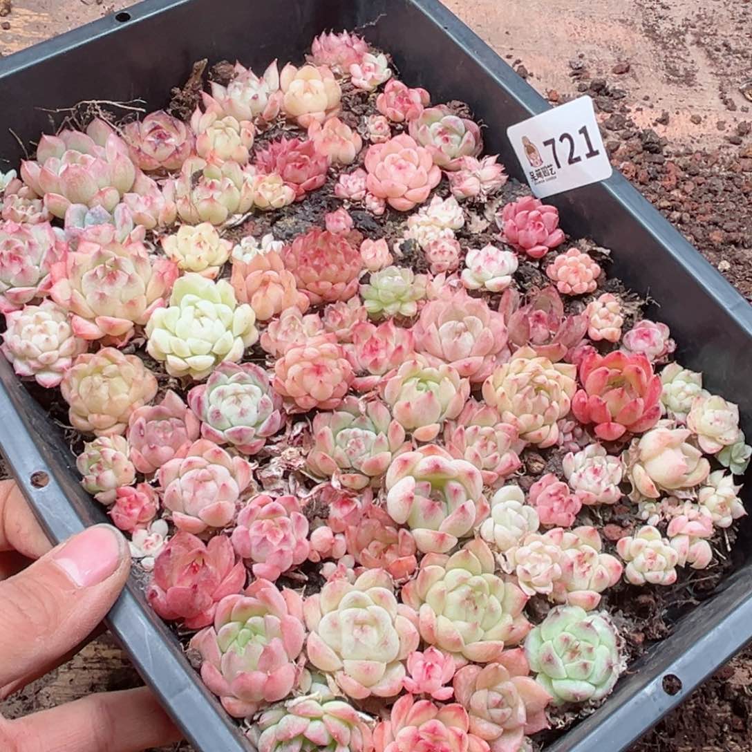 爱****鱼多肉植物多肉植物