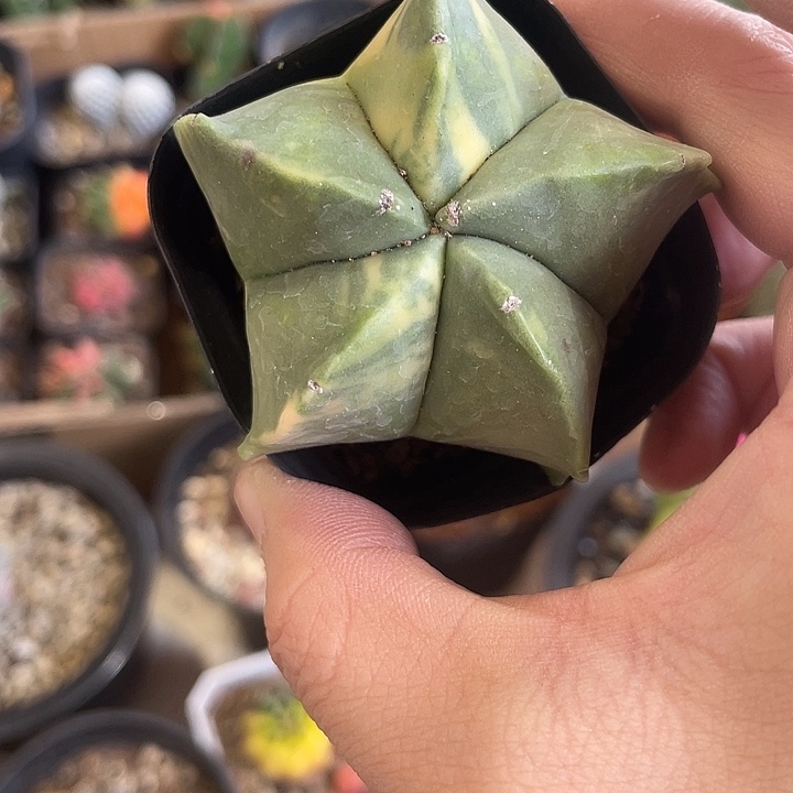 实生鸾凤玉锦仙人球