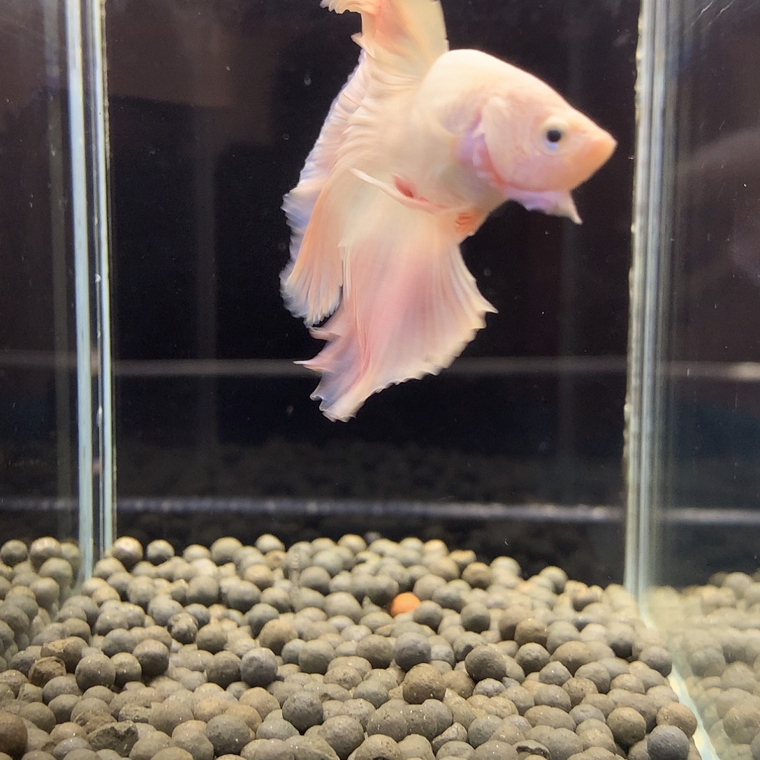 海水鱼七弟泰国斗鱼934