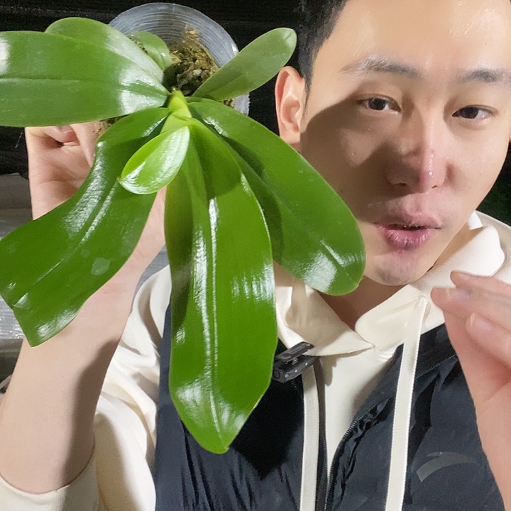 无花朵蓝鸟狗交浅色文森