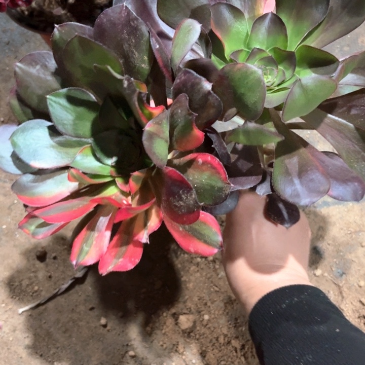 D****g巫毒花脸法师多肉1532