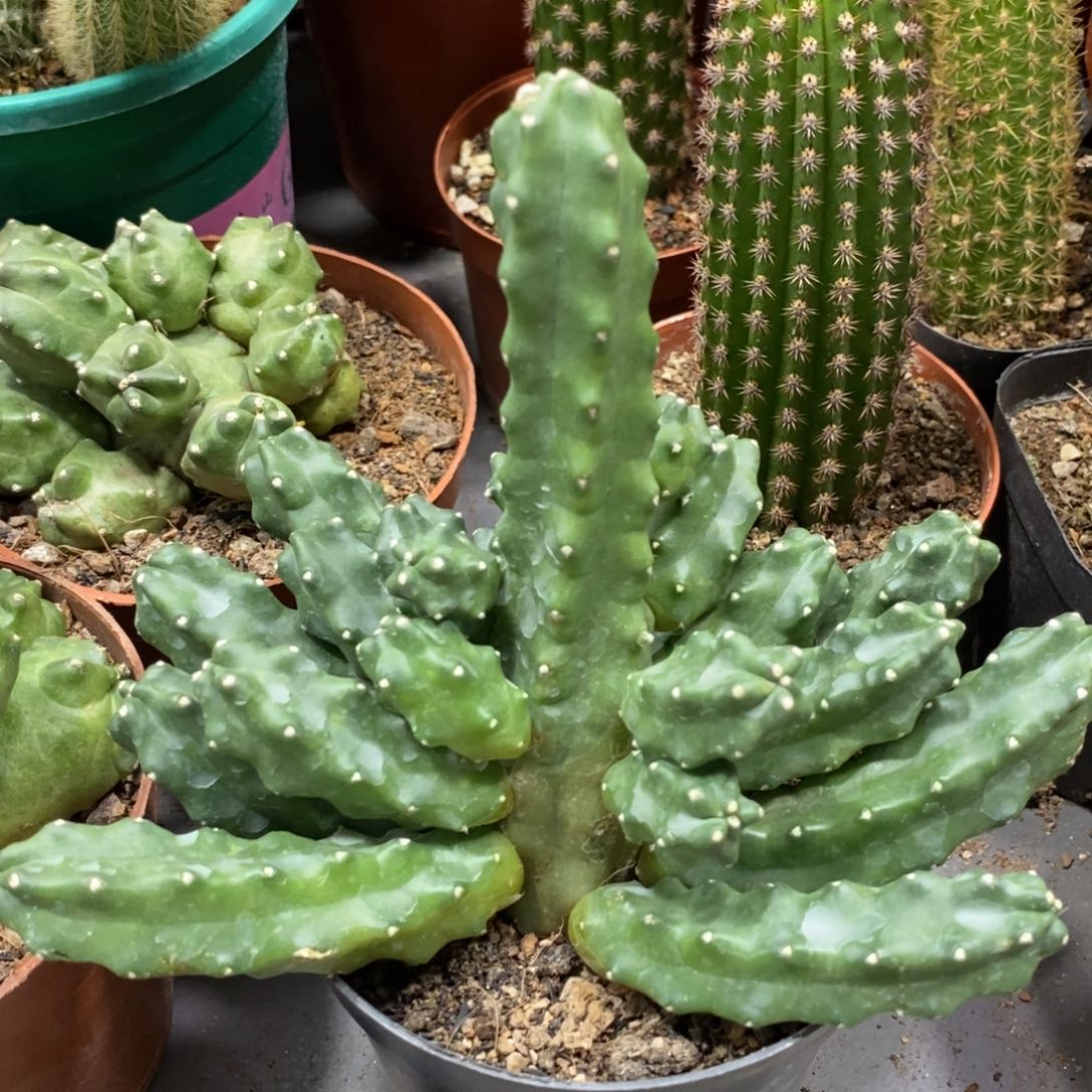 新品群生水仙情郎RX7一杯