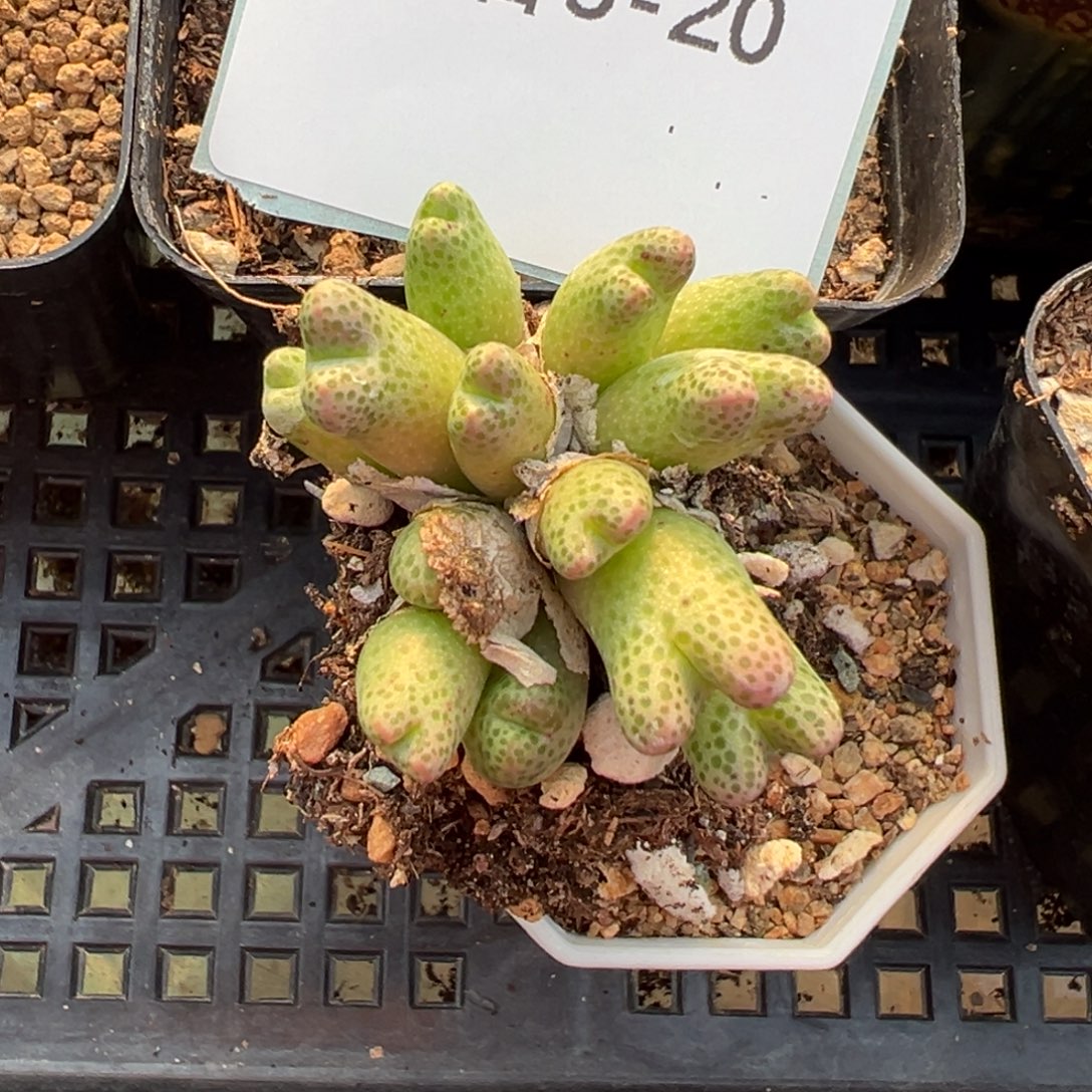 5-20龙猫斑马多肉植物