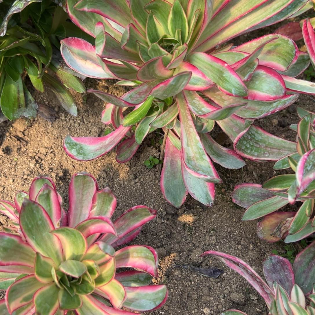 109烈焰多肉植物