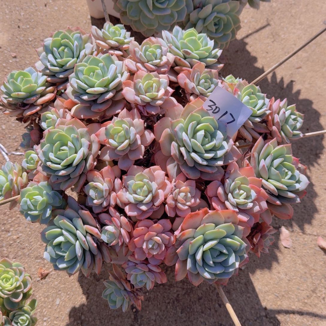 3017恋曲多肉植物