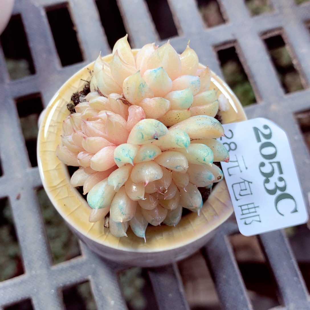 5厘米盆精控多肉2053