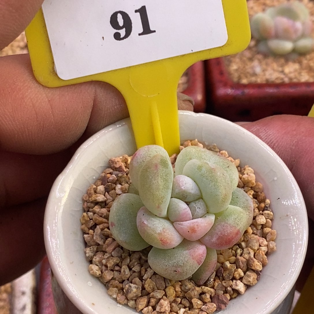 191冰玉石化多肉植物