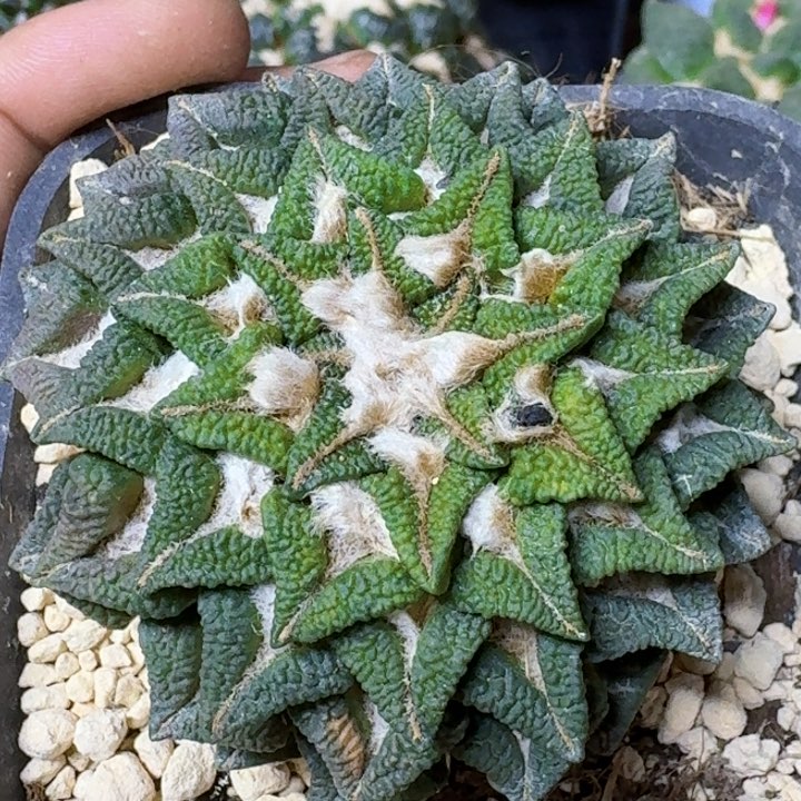 无花朵福利自根黑牡丹锦464