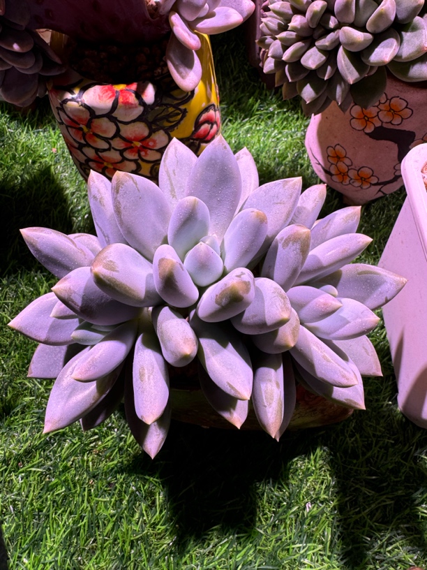 多肉植物哥特萝莉