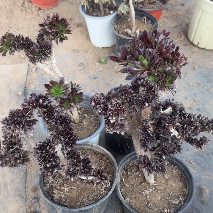 黑法师默认瑕疵特价233