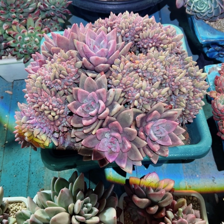 ?*然精品多肉植物老桩