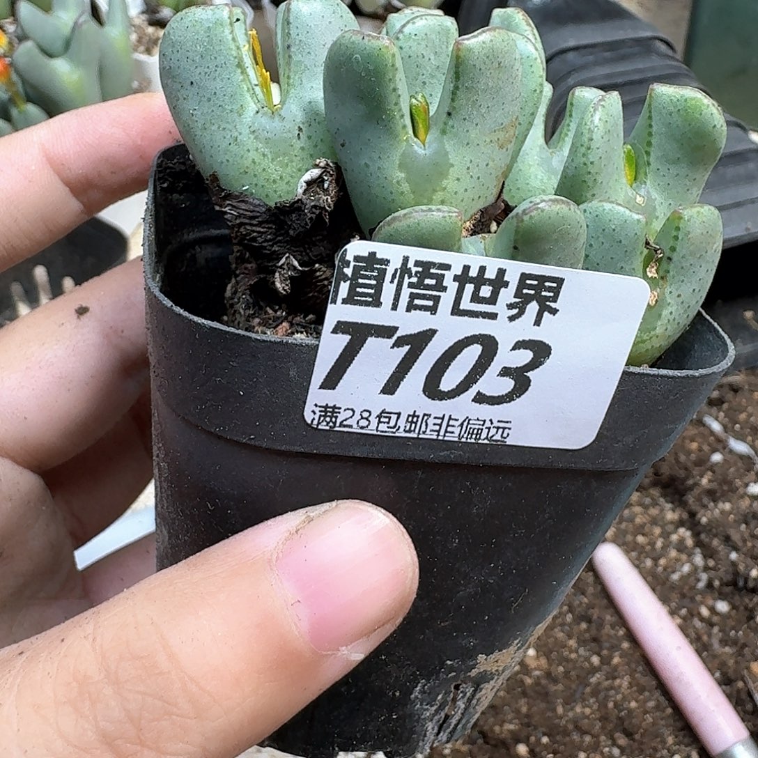 多肉植物的多egbb