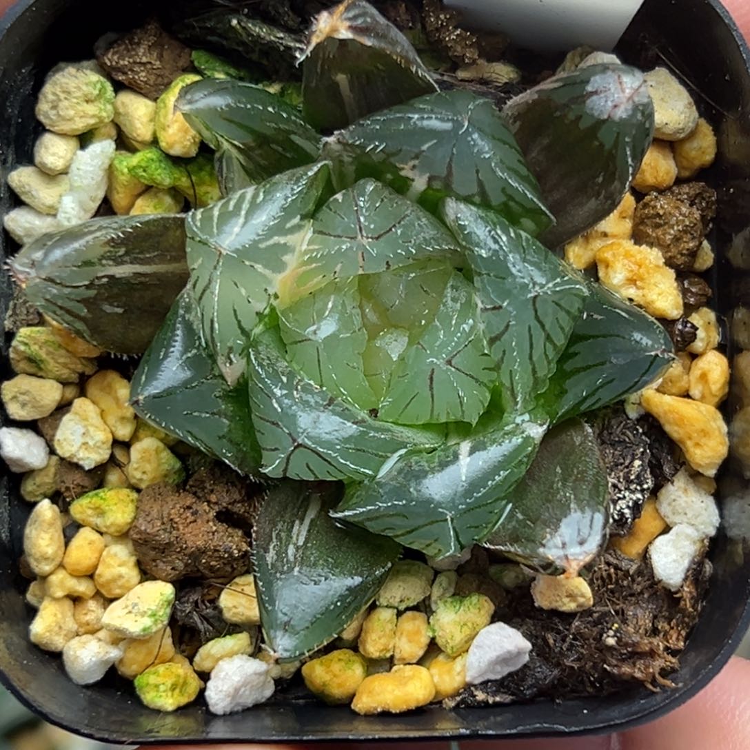 52特大蓝镜玉露锦一物一拍