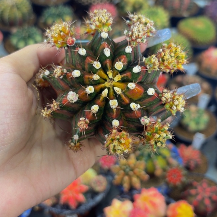 SOS出侧牙一个288