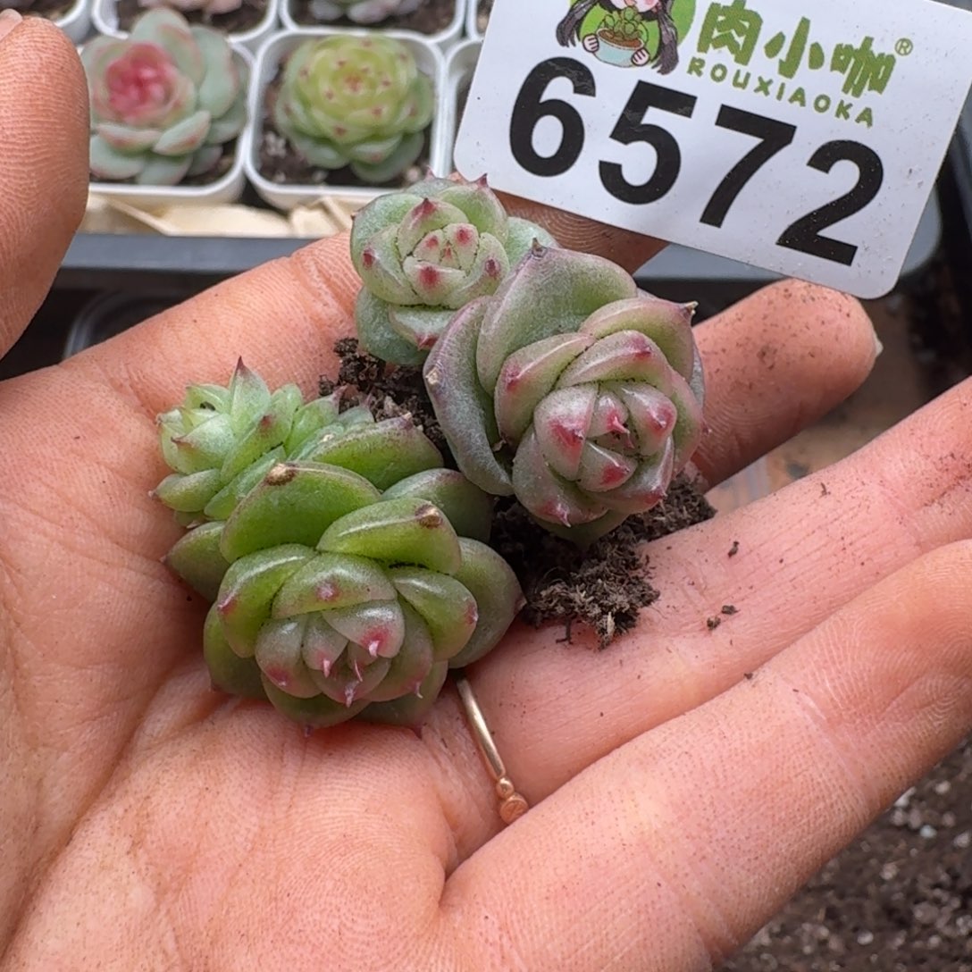 多肉植物多肉植物