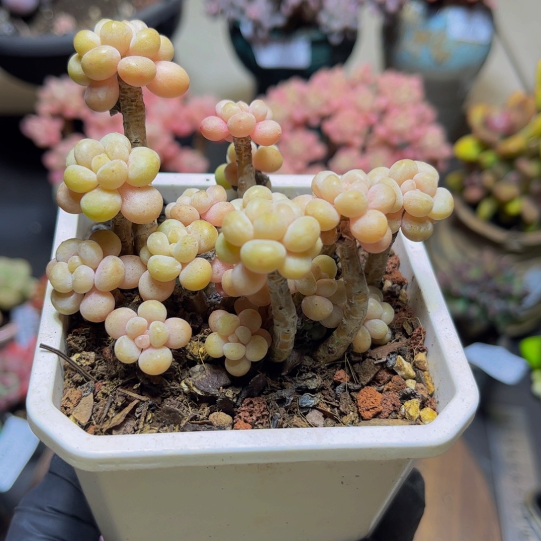 木***阁377鱼子酱8厘米多肉植物