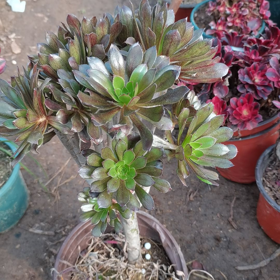 灰法师多肉法师多肉法师3