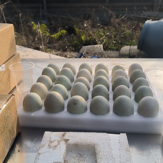 包装中国大陆2000g鸭蛋