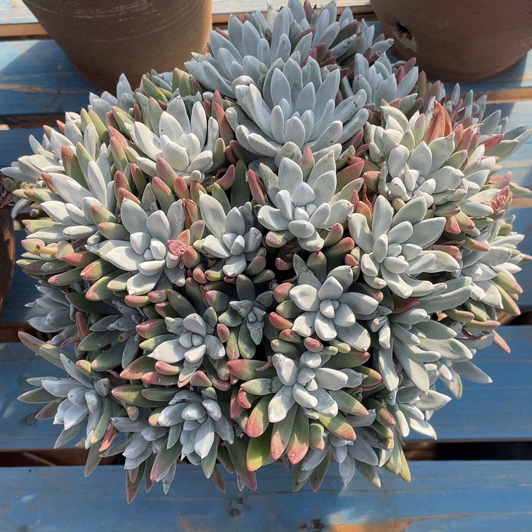 刘丹杂拇指大群多头