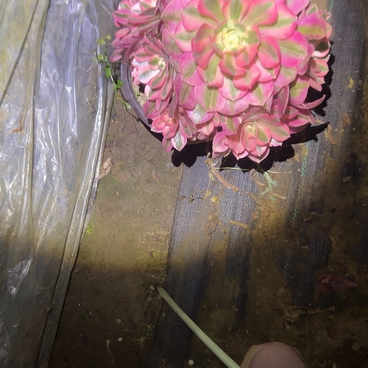 法师链接不售后101