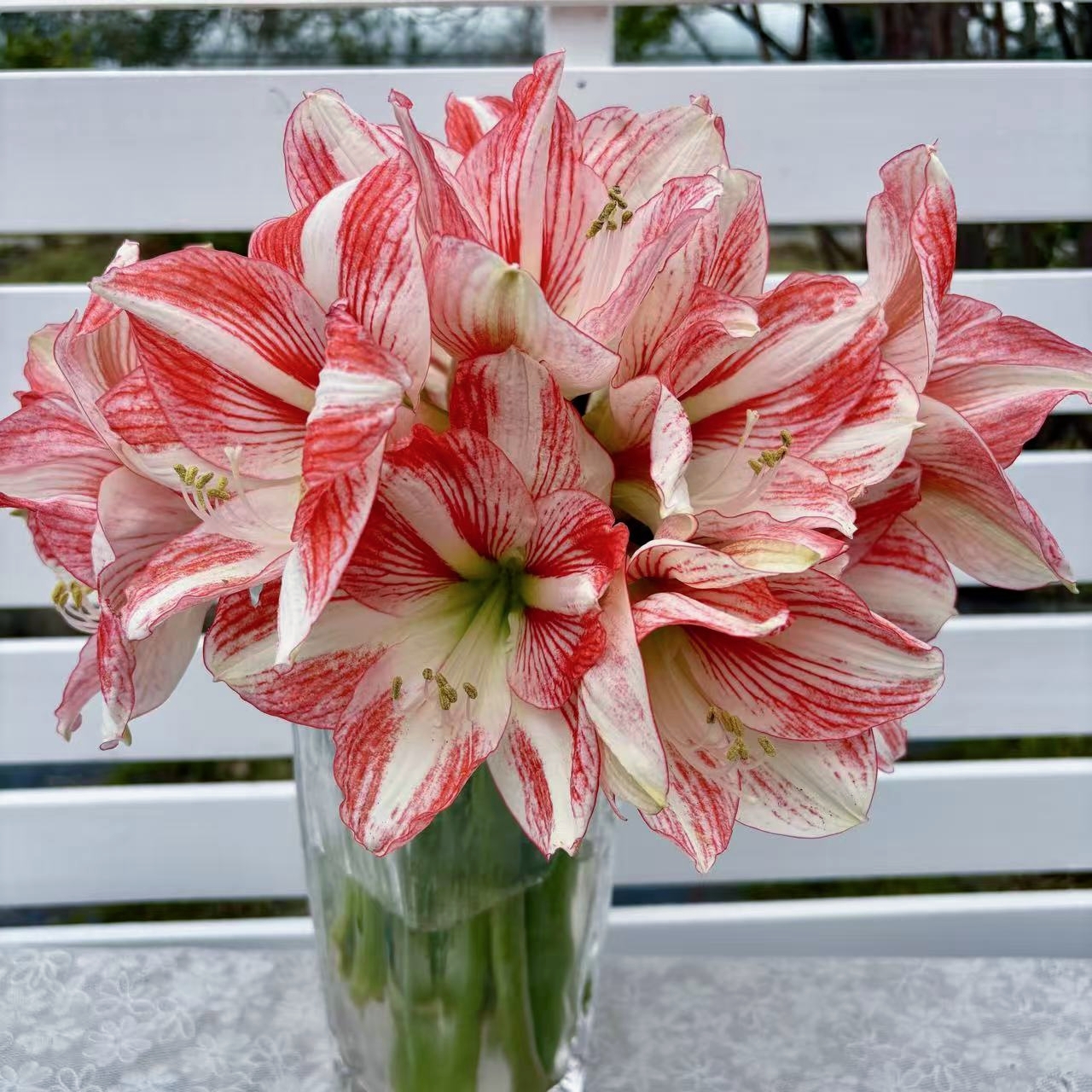 悠暖花开【粉衣新娘】路风自育朱顶红白肋可赏叶凤蝶后代种球