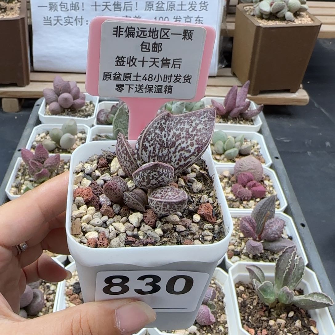 830红太平多肉植物