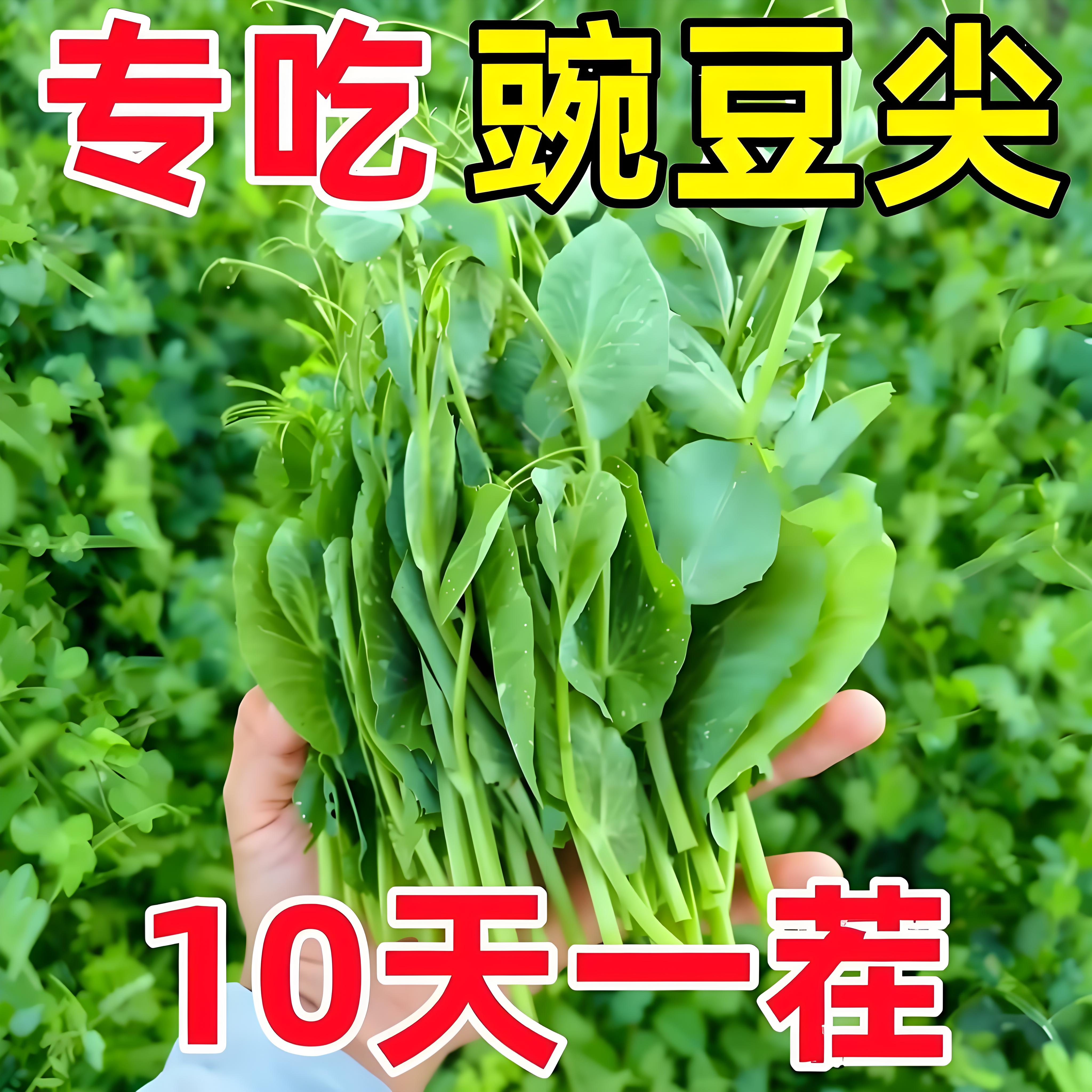 无须豌豆苗种子专吃豌豆尖四季芽苗菜甜豌豆种子阳台盆栽农家蔬菜