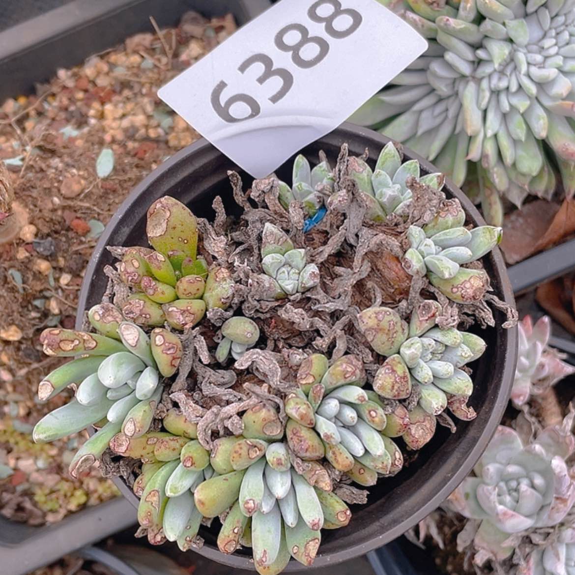 【闪购商品】拇指杂