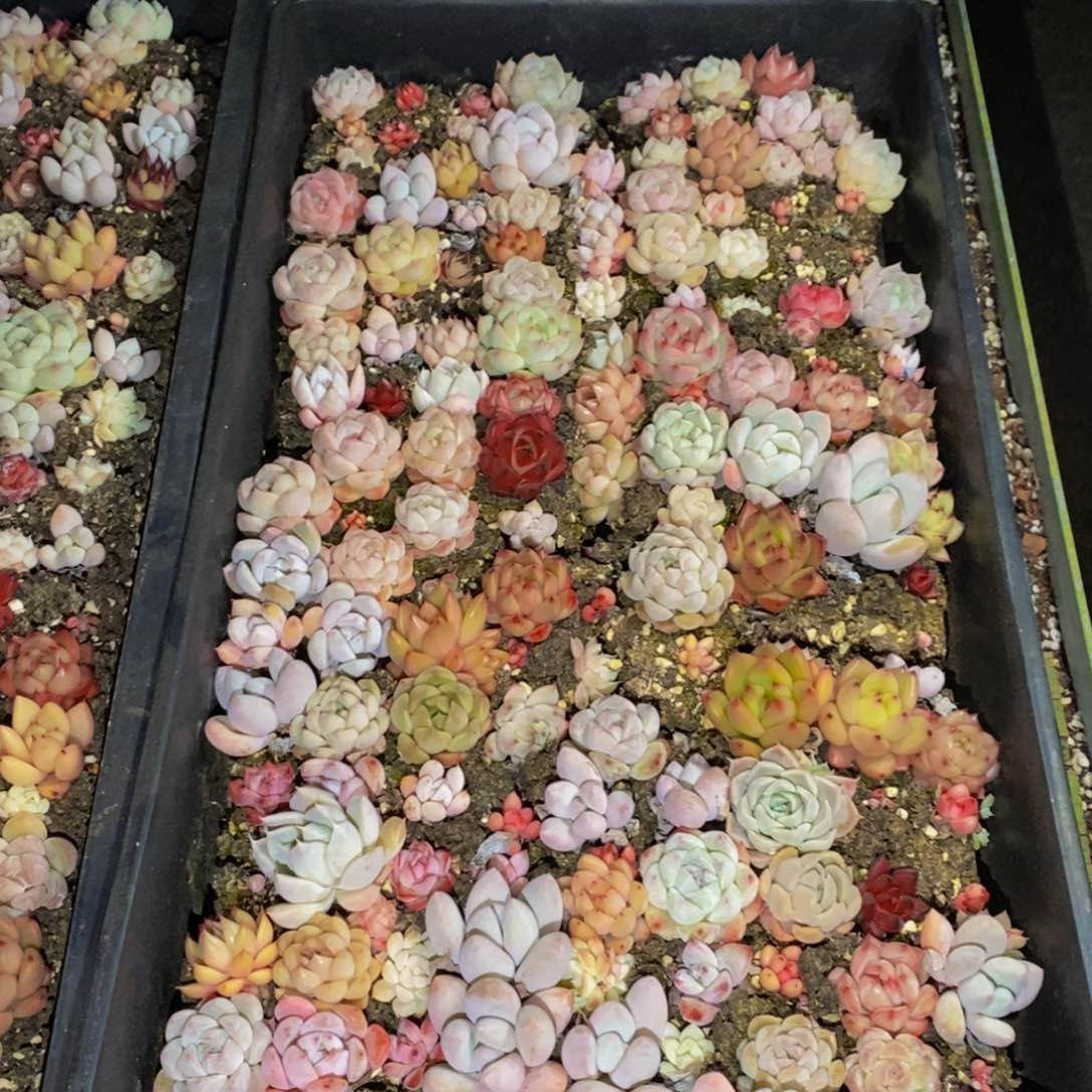 029多肉植物保护研究所所长助理