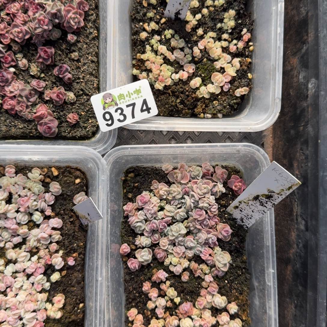 糖***喵多肉植物多肉植物