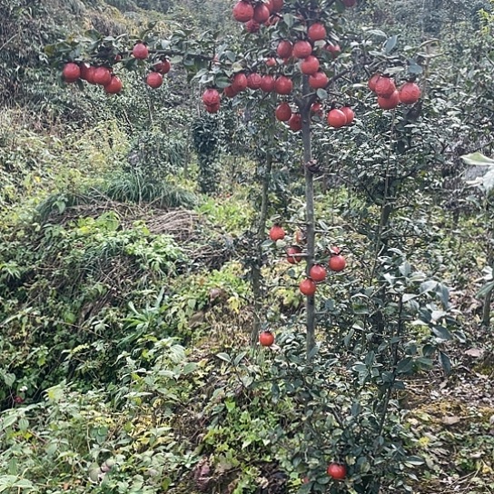 无花朵金弹子庭院原生品种