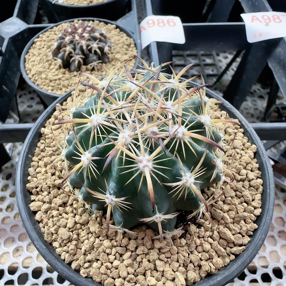 虎爪玉 实生仙人球