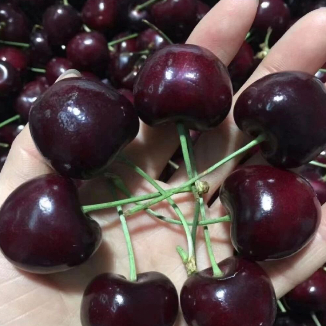 智利桑提娜海运4J车厘子1公斤-2.5公斤桑提娜智利