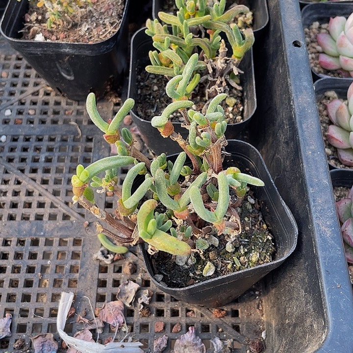 兔子枝干带盆土发