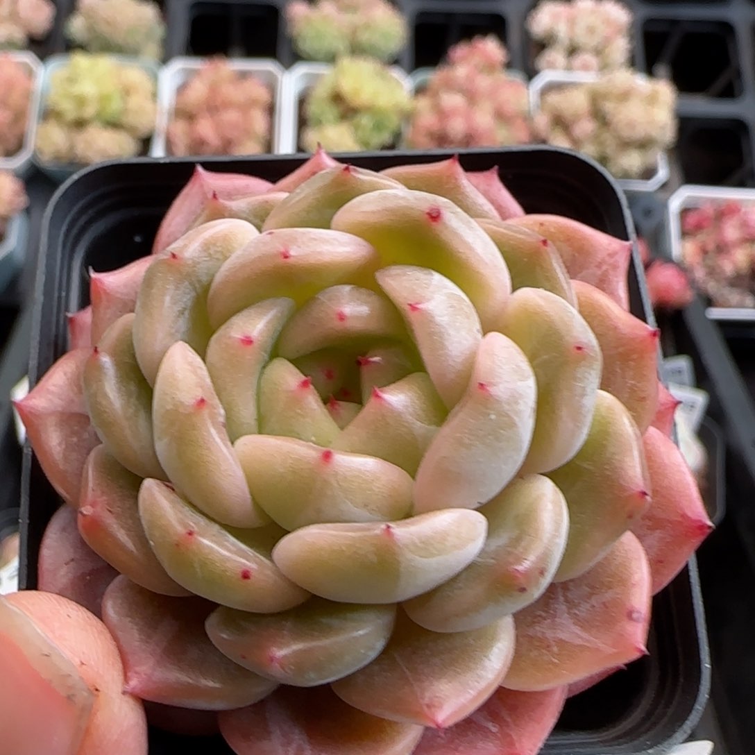 花语逸镜0126-439