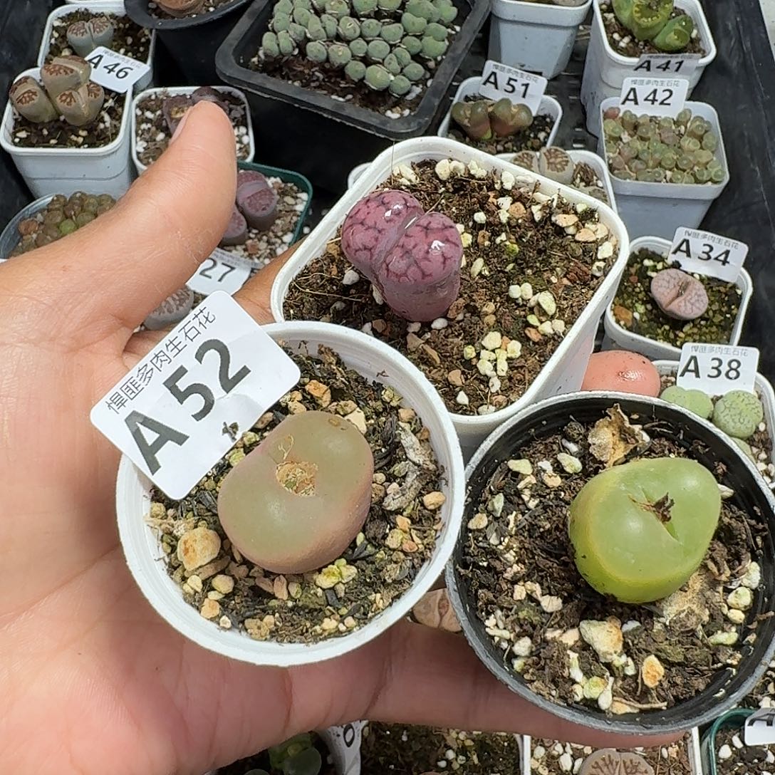 52多肉植物多肉植物