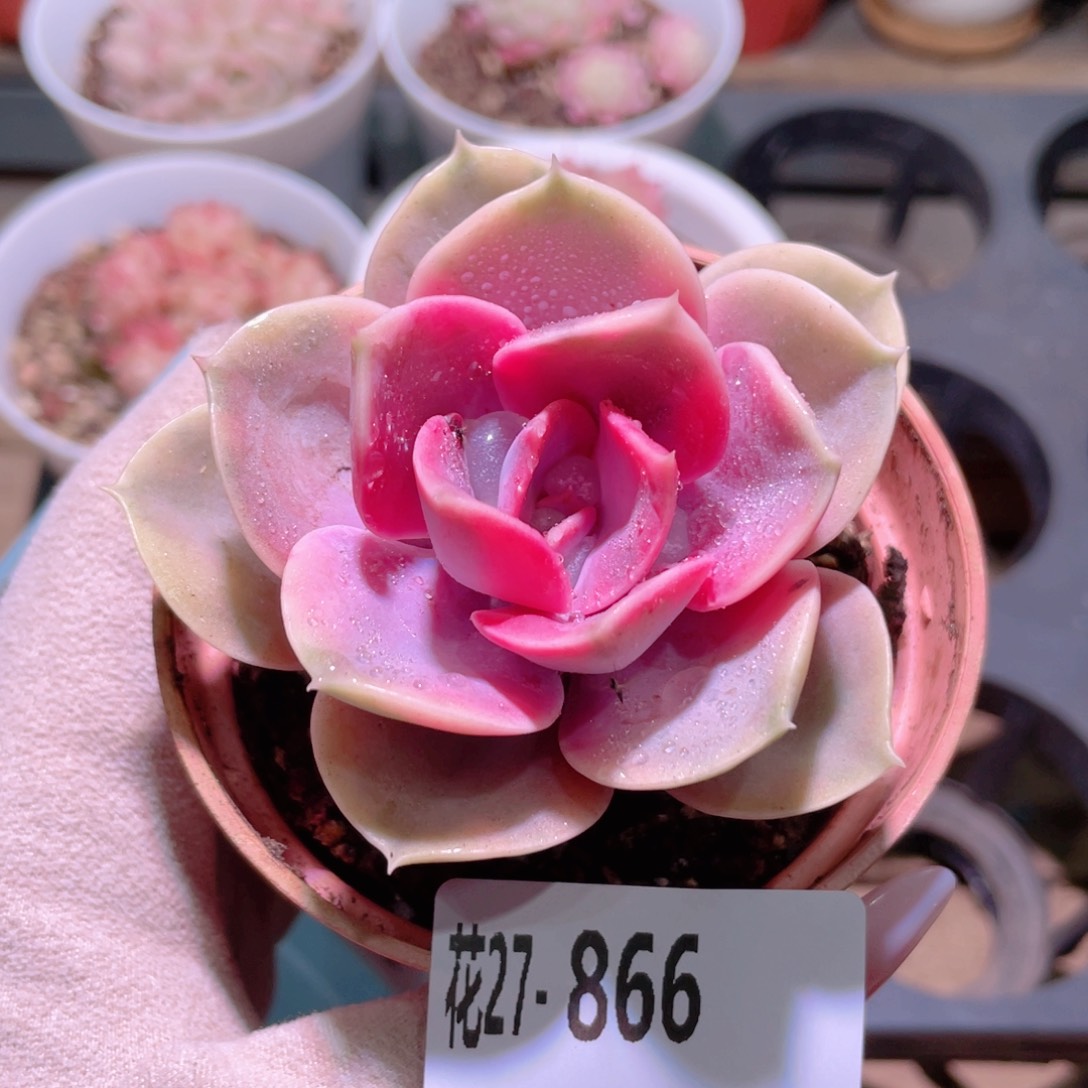 花利美27-866彩虹