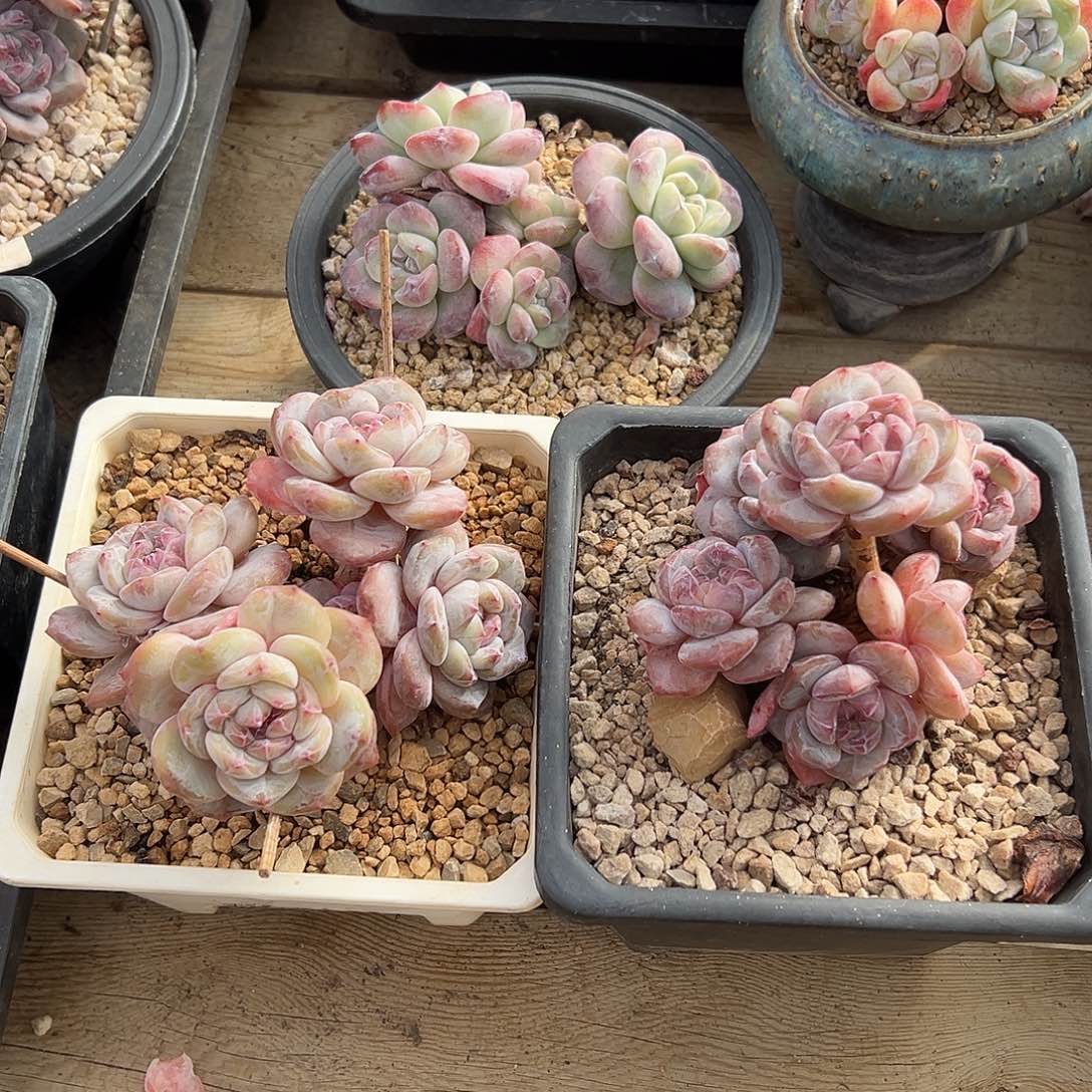 肉肉酱专拍哈哈哈哈3颗