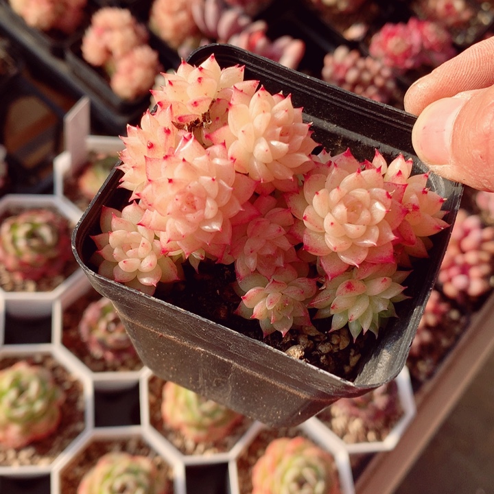 金麦7cm不包整群