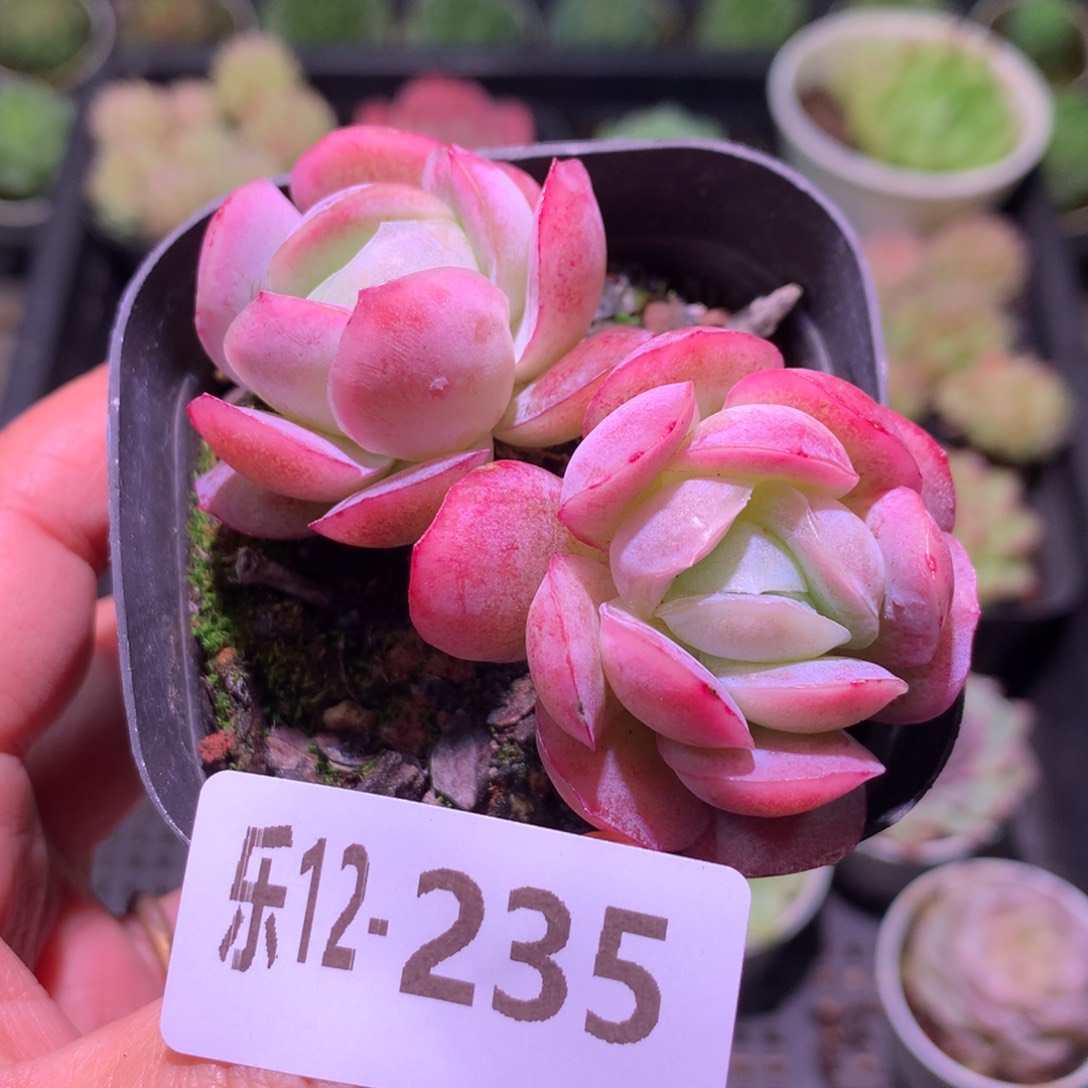 乐然12-235 粉妍双头 