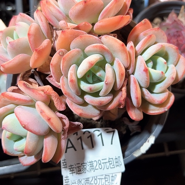 幸运的是我的朋友们都