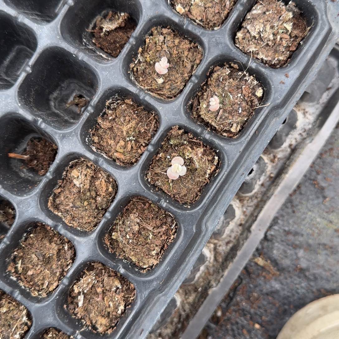 你***z三个芝麻浅柠满25包邮