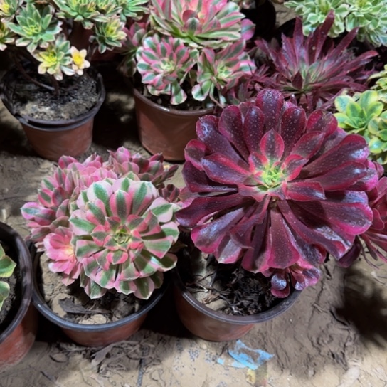 美杜莎➕粉女巫组合9.9