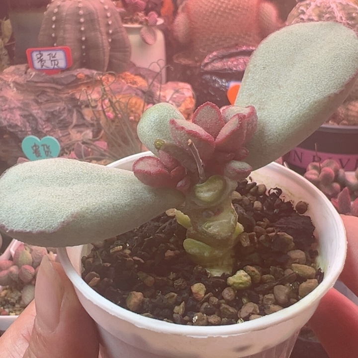 恭喜发财谢谢支持