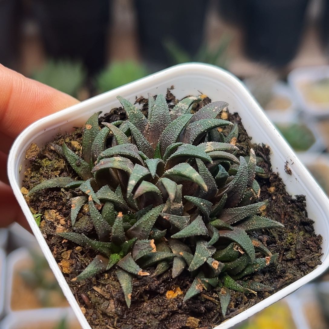 7头小型群蛟一颗   