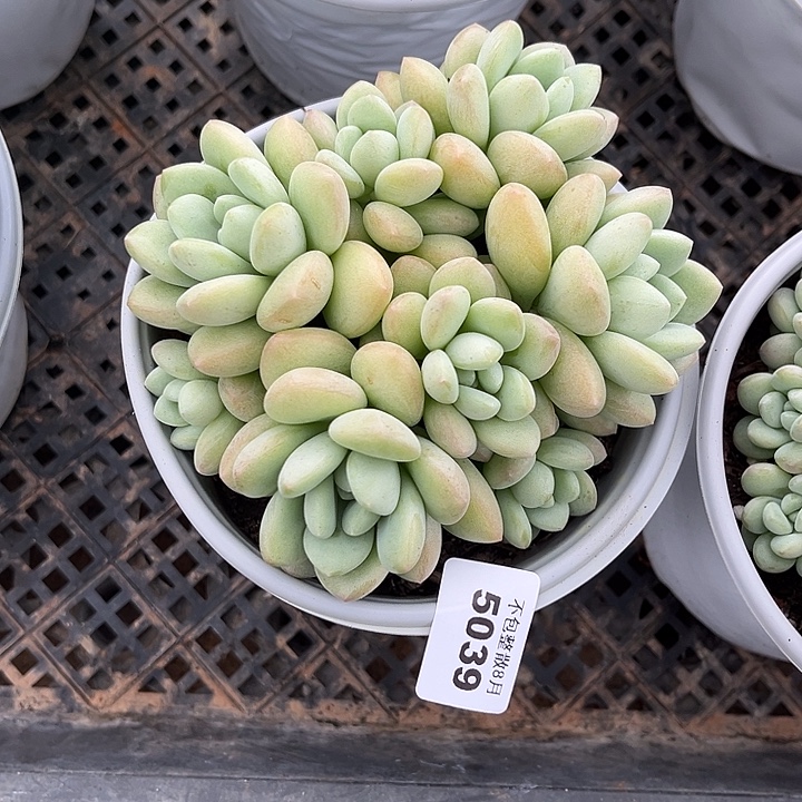 阿雅园艺。     5039泡泡糖