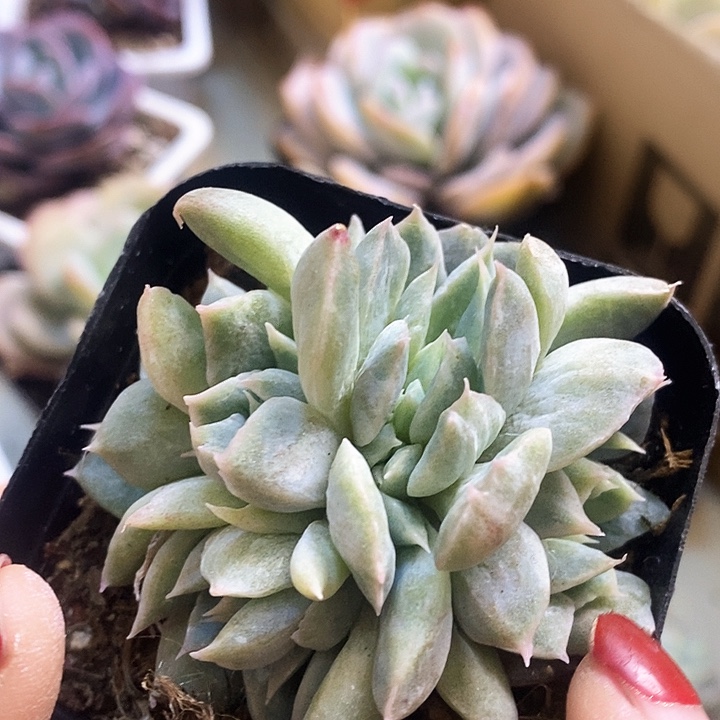 姆西甜心石化缀1好似