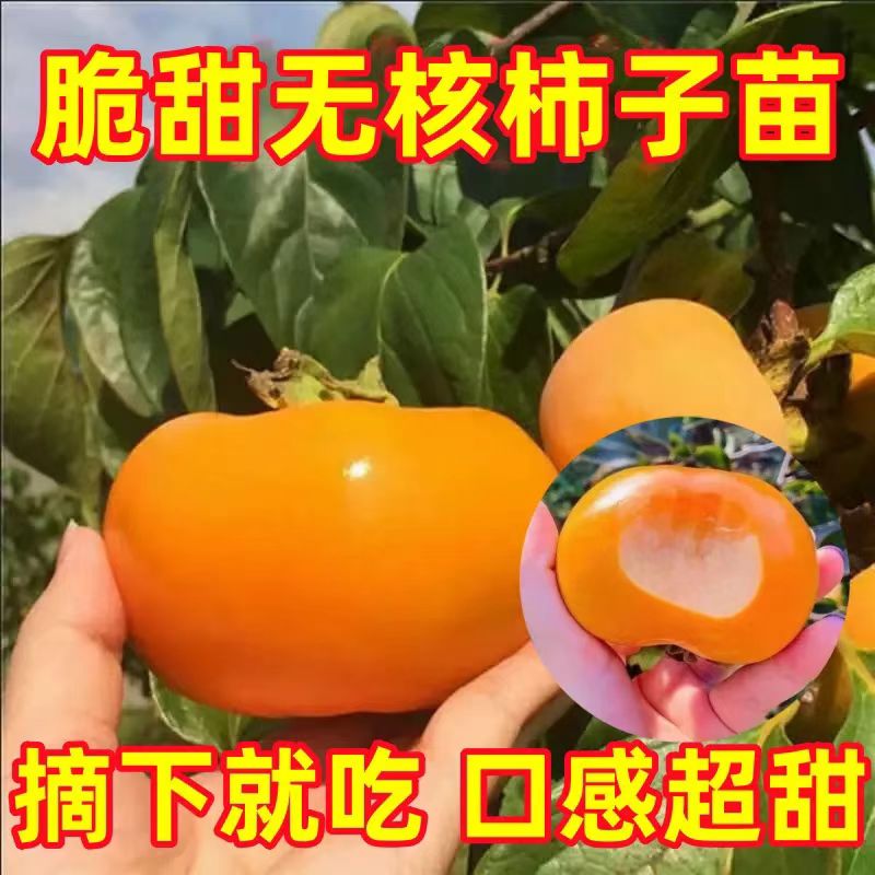  脆甜柿子树柿子树果苗庭院果树南北方果树果苗地栽盆栽当年结果