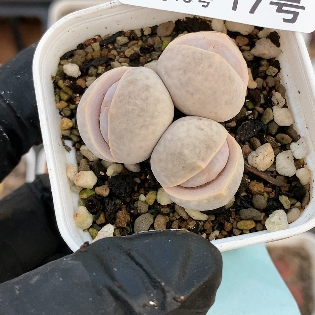 桃喜花园01115-17高尔夫三头