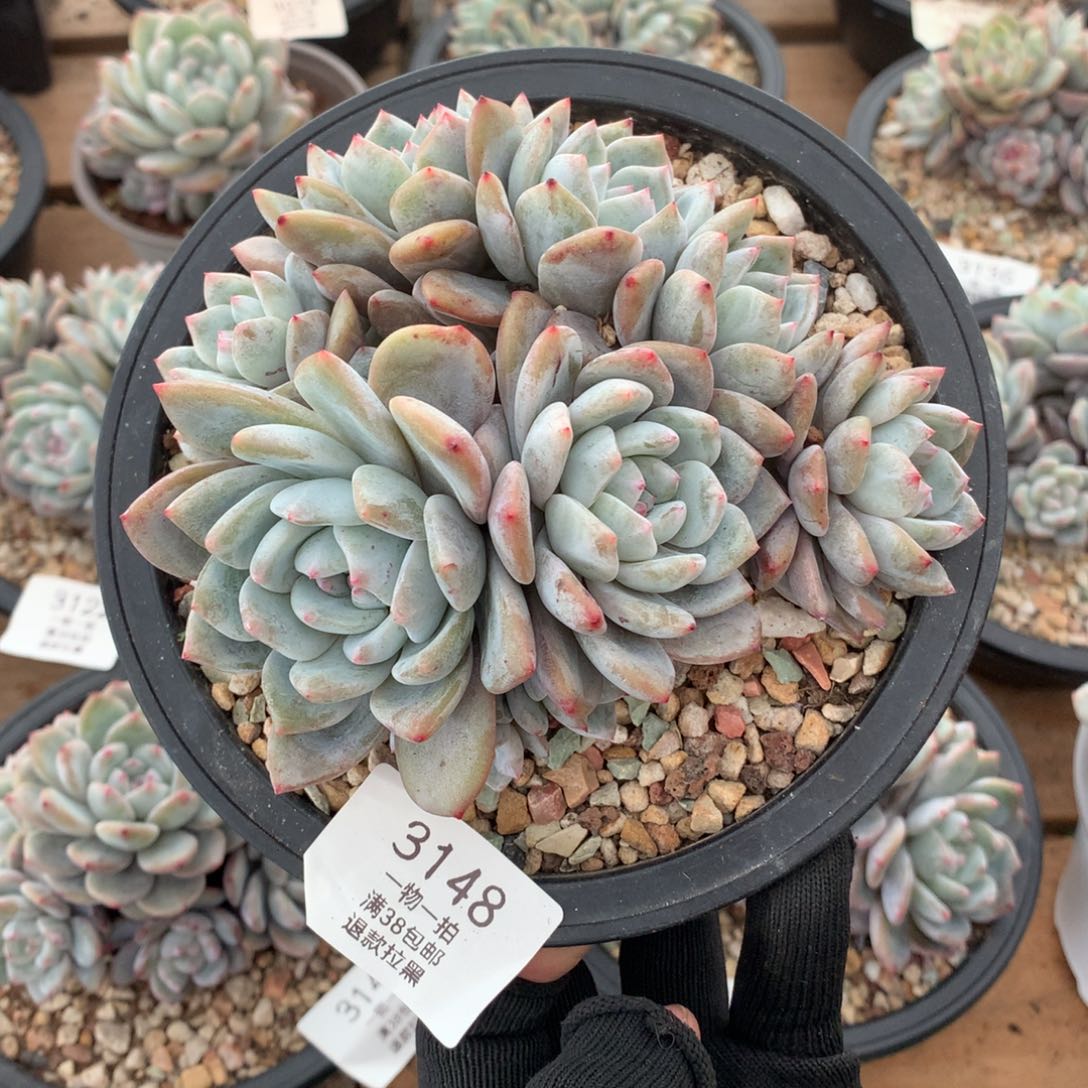 13厘米11头有砍石榴籽3148